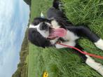 Griekse herder, Dieren en Toebehoren, Rabiës (hondsdolheid), 1 tot 2 jaar, Eén hond, Nederland