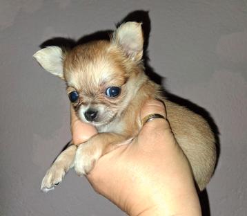 TK mooi langhaar chihuahua pup teefje beschikbaar voor biedingen