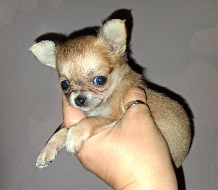 TK mooi langhaar chihuahua pup teefje, Dieren en Toebehoren, Honden | Chihuahua's en Gezelschapshonden, Teef, Chihuahua, Fokker | Hobbymatig