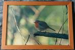 Roodborstje.... in een lijst 35 x 50 cm..., Antiek en Kunst, Ophalen of Verzenden