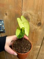 Alocasia zebrina mint albo white wit variegata plant, Ophalen of Verzenden, Halfschaduw, Minder dan 100 cm