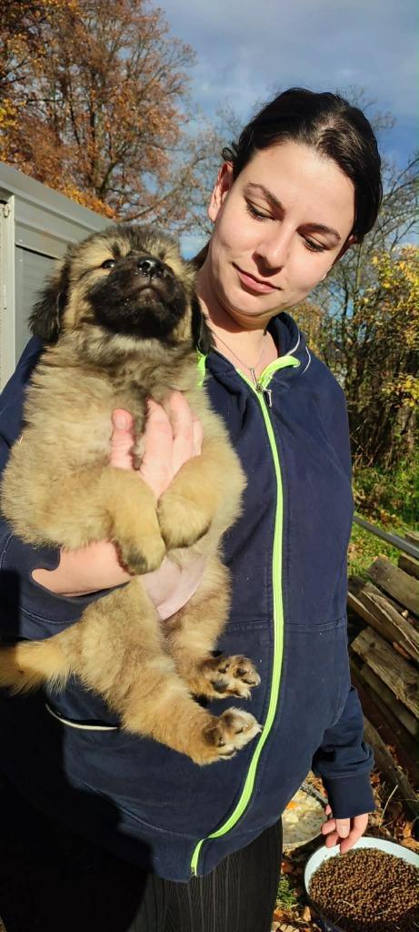 Suki – klein meisje met een groot hart, Dieren en Toebehoren, Honden | Niet-rashonden, Klein, Teef, Particulier, Eén hond, Nederland