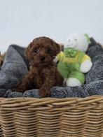 Schattig Rood Toy Poedel Reutje (  Chineese bloedlijn ), Dieren en Toebehoren, Honden | Chihuahua's en Gezelschapshonden, Poedel