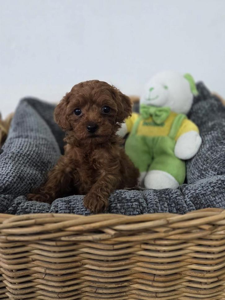 Schattig Rood Toy Poedel Reutje (  Chineese bloedlijn ), Dieren en Toebehoren, Honden | Chihuahua's en Gezelschapshonden, Meerdere dieren