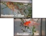 Shuhbunkin en sluierstaart, Dieren en Toebehoren, Vissen | Aquariumvissen, Vis