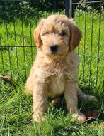 Te koop mooie gezonde speelse labradoodle pups., Dieren en Toebehoren, Nederland, Overige rassen, 8 tot 15 weken, CDV (hondenziekte)