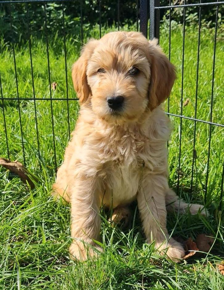 Te koop mooie gezonde speelse labradoodle pups., Dieren en Toebehoren, Honden | Retrievers, Spaniëls en Waterhonden, Meerdere dieren