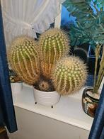 Cactus / Cactussen groot, Ophalen, Cactus, Volle zon, Minder dan 100 cm