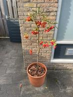 Sierappel compleet met kunststof pot, Tuin en Terras, Planten | Bomen, Volle zon, Lente, 100 tot 250 cm, Overige soorten