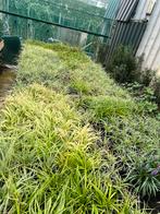 Carex  siergrassen in 9-13 cm pot nu 10 voor €10,00, Ophalen, Siergrassen, Halfschaduw