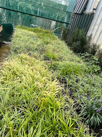 Carex  siergrassen in 9-13 cm pot nu 10 voor €10,00 beschikbaar voor biedingen
