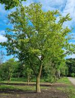 Haagbeuk stam, Tuin en Terras, Planten | Struiken en Hagen, Ophalen, Haagbeuk, Minder dan 100 cm