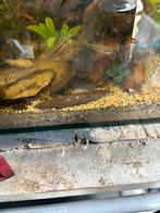 Kersenbuikcichlides eigen kweek, Dieren en Toebehoren, Vissen | Aquariumvissen, Vis