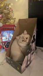 Britse korthaar 6 maanden, Dieren en Toebehoren, Katten en Kittens | Overige Katten, Kater, Kortharig, 0 tot 2 jaar