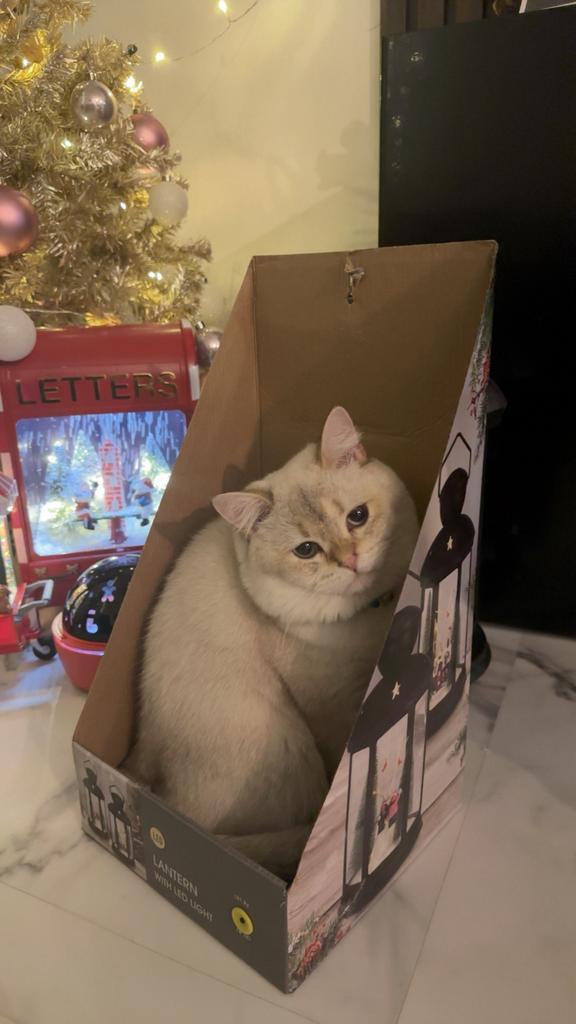 Britse korthaar 8 maanden, Dieren en Toebehoren, Katten en Kittens | Overige Katten, Kortharig, Kater, 0 tot 2 jaar