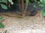 Natuurbroed Chinese dwergkwartel haantje, Dieren en Toebehoren, Vogels | Overige Vogels, Mannelijk, Tropenvogel, Tam
