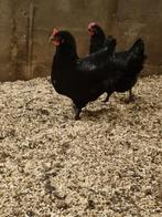 Mooie donkere hennen (net aan de leg), Dieren en Toebehoren, Pluimvee, Vrouwelijk, Kip