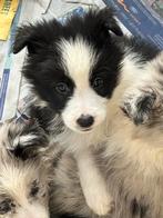 Border collie pups, Dieren en Toebehoren, Honden | Herdershonden en Veedrijvers, België, Fokker | Hobbymatig, CDV (hondenziekte)