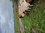 Mooie bonte jonge dek rammen te koop, Dieren en Toebehoren, Schapen, Geiten en Varkens, Mannelijk, Schaap, 0 tot 2 jaar
