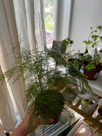 Asparagus fern beschikbaar voor biedingen