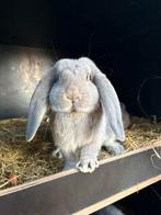 Franse hangoor (dek)ram, Dieren en Toebehoren, Mannelijk, Groot, Hangoor