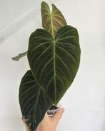 Philodendron Splendid, Ophalen of Verzenden, Overige soorten, Minder dan 100 cm