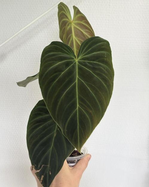 Philodendron Splendid, Huis en Inrichting, Kamerplanten, Overige soorten, Minder dan 100 cm, Ophalen of Verzenden