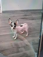 Chihuahua, Parvo, Keeshond, 8 tot 15 weken, Teef