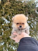 Super lief raszuiver pomeranian pupje, Reu, 8 tot 15 weken, Meerdere, Nederland