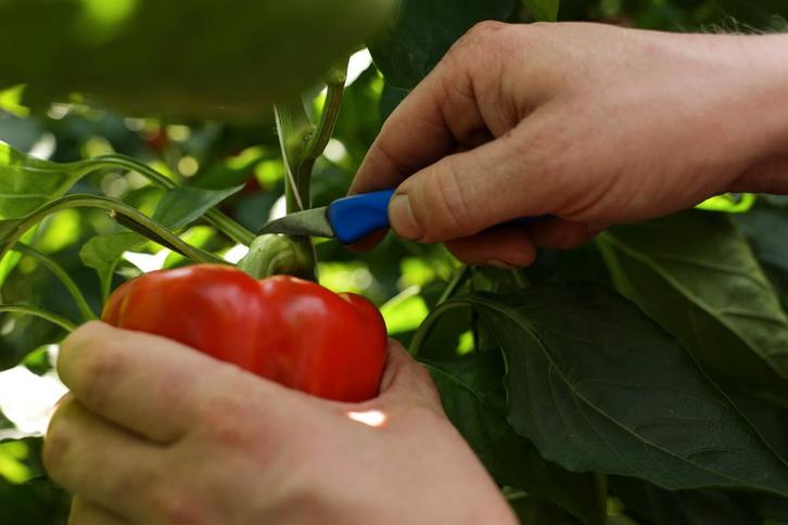 Monteur Technische dienst, Vacatures, Vacatures | Landbouw, Natuur en Milieu, MBO, Tijdelijk contract, 33 - 40 uur