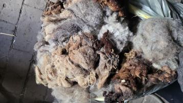 2 zwart geschoren vachten beschikbaar voor biedingen