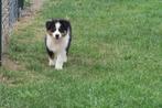 Raszuivere Black tri Australian Shepherd pups teefjes, Dieren en Toebehoren, Nederland, CDV (hondenziekte), 8 tot 15 weken, Teef