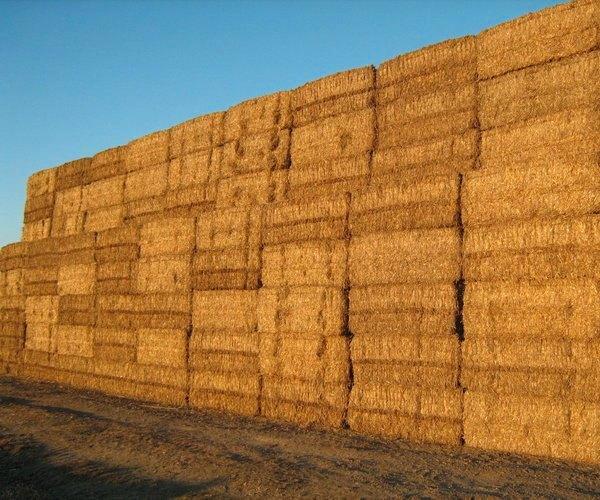 Tarwestro - hoogwaardige kwaliteit, Dieren en Toebehoren, Dierenvoeding, Overige soorten, Ophalen