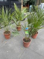 Palm winterhard, Tuin en Terras, Ophalen, Volle zon, Overige soorten, Minder dan 100 cm