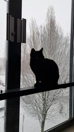 Poes beschikbaar, zwart, 9 maanden oud