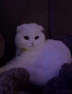 Scottish Fold kat  🐾, 3 tot 5 jaar
