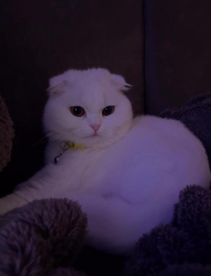 Scottish Fold kat  🐾, Dieren en Toebehoren, Katten en Kittens | Dekkaters, 3 tot 5 jaar