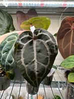 Anthurium michelle stamstek, Ophalen, Halfschaduw, Minder dan 100 cm
