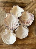 Sint Jacobsschelpen voor Decoupage & Knutselen, Ophalen of Verzenden, Nieuw, Materiaal