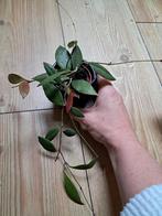 Hoya sp indonesia noid, Huis en Inrichting, Kamerplanten, Ophalen of Verzenden, Halfschaduw, Minder dan 100 cm