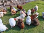 Cochin kriel broedeieren, Dieren en Toebehoren, Pluimvee, Geslacht onbekend, Kip