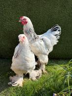 Brahma Colombia Zwart-Wit, Dieren en Toebehoren, Pluimvee, Meerdere dieren, Kip