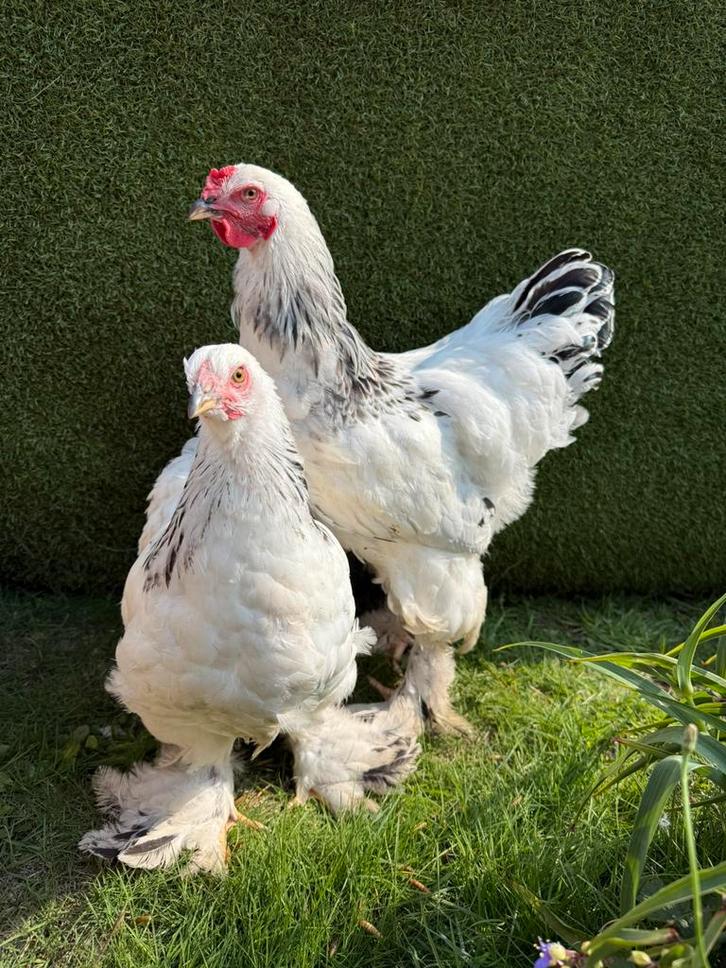 Koppels Brahma Colombia Zwart-Wit, Dieren en Toebehoren, Pluimvee, Kip, Meerdere dieren