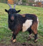T.k.a Lieve en mooie dekbok, Dieren en Toebehoren, Mannelijk, Geit