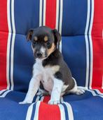 Mooie driekleurige boerenfox puppy's, 8 tot 15 weken, Meerdere, Meerdere dieren, Nederland