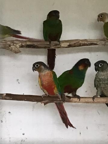Pyrrhura cruentata  beschikbaar voor biedingen