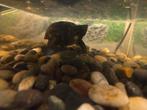 muskus schildpad + benodigdheden, Dieren en Toebehoren, Reptielen en Amfibieën
