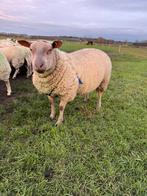 Rouge l ouest ram, Mannelijk, Schaap