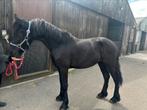 Friese merrie-enter en Friese hengst-twenter., Dieren en Toebehoren, Paarden, Meerdere dieren, Dressuurpaard, 0 tot 2 jaar