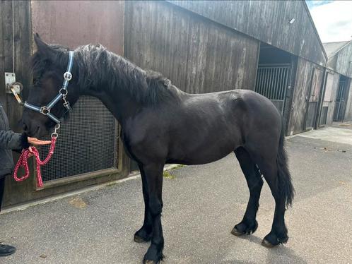 Friese merrie-enter en Friese hengst-twenter., Dieren en Toebehoren, Paarden, Meerdere dieren, 0 tot 2 jaar, Dressuurpaard